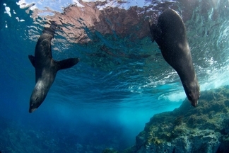 智利設立美洲最大的海洋保護區