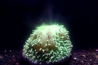驚悚直擊珊瑚白化動態過程