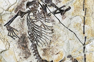 神祕生物的骸骨重新設定了哺乳動物的起源