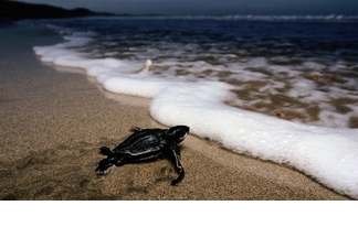 【動物好朋友】棱皮龜(Leatherback sea turtle)