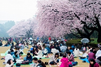 擁抱春天：日本櫻花季