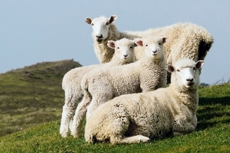 綿羊全家福