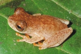 亞馬遜雨林發現新種「蝙蝠蛙」