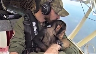 蝦米？！ 這架小飛機的「副駕駛」是一隻黑猩猩？
