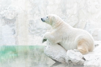 雪白世界：北極熊