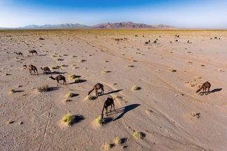 荒漠上的駱駝
