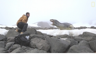 探險直擊：同類也想撿現成！豹斑海豹爭食獵物