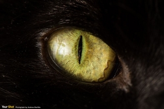 貓眼