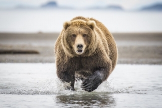 阿拉斯加棕熊
