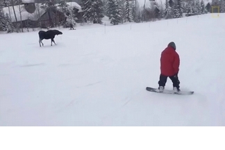 罕見畫面：駝鹿窮追滑雪板玩家