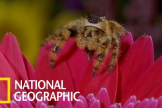 看跳蛛如何用敏銳的視力突襲蜜蜂