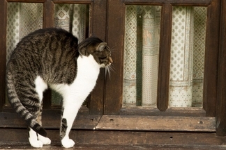 貓咪拱門