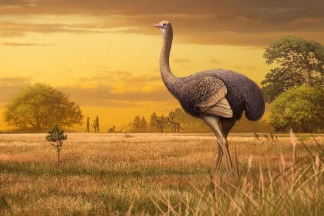 北半球首度發現巨鳥化石！3.6公尺的牠可能曾是古代人族的點心