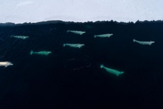 融冰能讓北極某些鯨群飽餐一頓──但也只有現在了