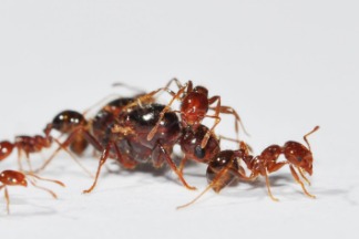 人蟻大戰出奇招：破解紅火蟻超級基因，誘騙工蟻暗殺蟻后