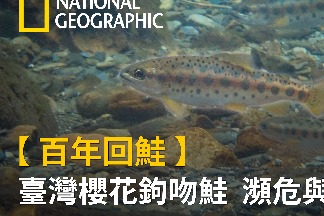 【百年回鮭】臺灣櫻花鉤吻鮭 瀕危與重生
