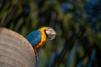 這種美麗的野生鸚鵡，為何能在巴西這座城市繁衍茁壯？