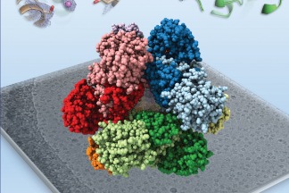 「把生物分子看得更清楚！」結構生物學最新神器–冷凍電子顯微鏡