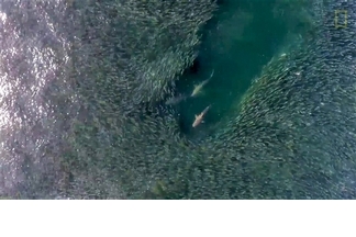 空拍視野：令人目不轉睛的鯊魚追逐戲