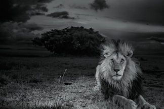影像藝廊：獅子生與死