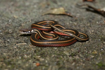 臺灣唯一一級保育蛇種 「金絲蛇」高達八成記錄是路殺