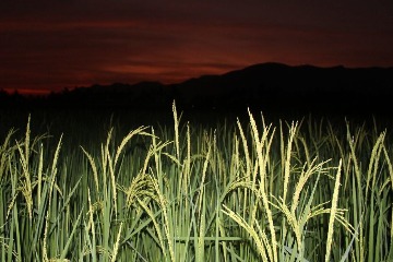 暖化恐讓稻米變少、變難吃 科學家：大家都忽略了夜間升溫