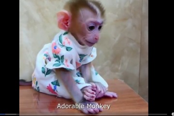 猴子穿新衣影片其實不可愛 網路助長動物虐待NGO籲把關