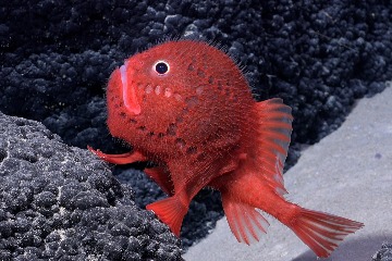 快來見見這種新發現的鮮紅色「走路魚」！
