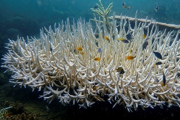 NOAA證實：全球第四次大規模珊瑚白化 過半數珊瑚礁陷危機