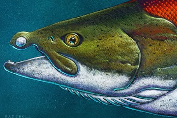 這種2.4公尺長的「劍齒」鮭跟我們原本想像的不太一樣