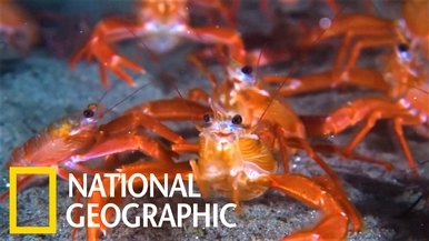 你看過紅通通的「遠洋紅蟹」大軍嗎？