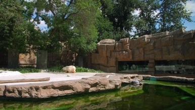 《白熊計畫》– 北京動物園