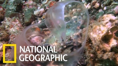 這片晶瑩剔透的生物是什麼海洋動物的寶寶？