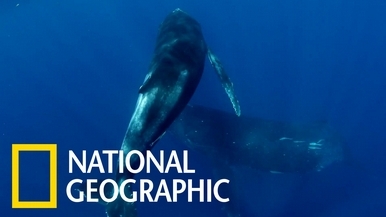 在東加外海與美麗的座頭鯨母子共舞