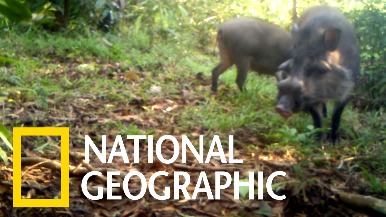 這可能是世界上最稀有的豬