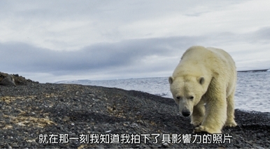 探險直擊：俄羅斯北極熊可以再靠近一點喔！