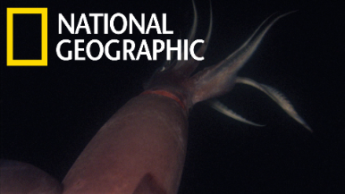 宛如海中「紅惡魔」的美洲大赤魷