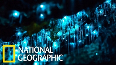 紐西蘭威托莫洞穴裡的奇幻「螢光蟲」！