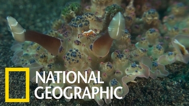 這種海蛞蝓的體表布滿「花椰菜狀」的彩色凸起