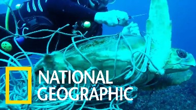 海龜受困漁網，所幸潛水員即時發現