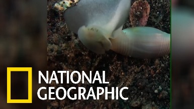 你有看過會「拍翅」的神奇海螺嗎？