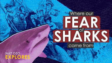 國家地理探索系列：我們為何如此懼怕鯊魚？