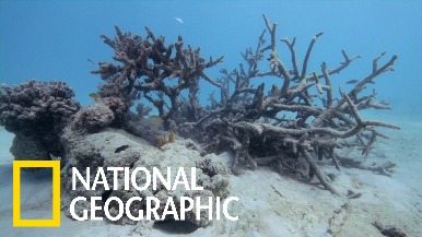 烏波盧島的珊瑚浩劫