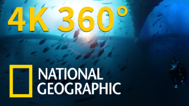 4K 360° VR：老舊鑽油平臺下方的海底生態樂園 