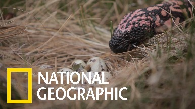 面對氣候變遷，美麗的吉拉毒蜥能存活嗎？