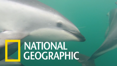 透過水底攝影體驗與海豚一起共泳的視角