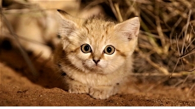 可愛警告：超萌沙漠貓寶寶罕見曝光！