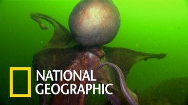 現實中的克蘇魯：北太平洋巨型章魚