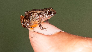 印度新種迷你夜蛙，小到能坐在一個人的指甲上