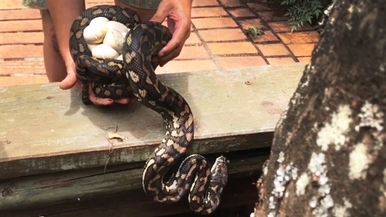 澳洲捕蛇人發現，躲在陽臺下的地毯蟒竟附加了「驚喜蛋」